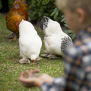 dren og høns 300x300